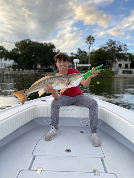 Redfish can be caught year round in Tampa Bay