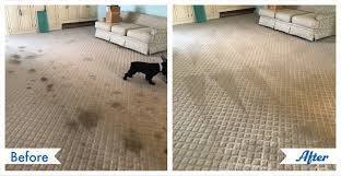 R&R Carpet Cleaning has received consistently positive reviews on multiple platforms, including:
Trustindex.io: Displays many recent 5-star reviews.
Yelp: Numerous positive testimonials highlight the quality of work and customer experience.
MapQuest: Shows recent positive reviews affirming reliable results. 