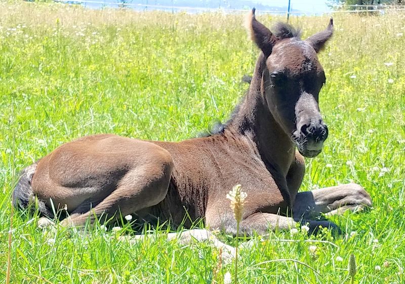 Denali as a foal.