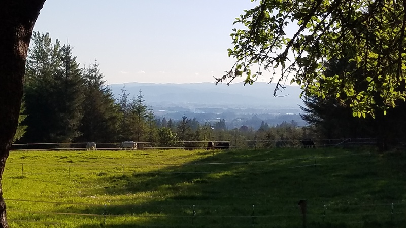 Horses grazing in summer pasture.