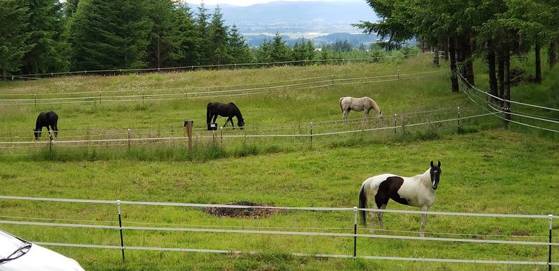 Horses enjoy spring grass.