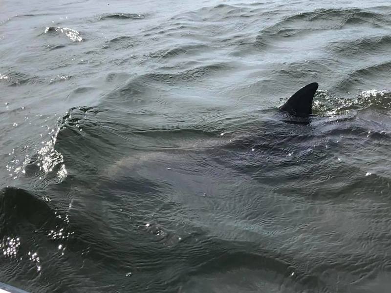 This beautiful picture is taken by people in 'Dog Island Wisdom' Facebook Group.
Photo Credit : Nada Cenanovic Usina