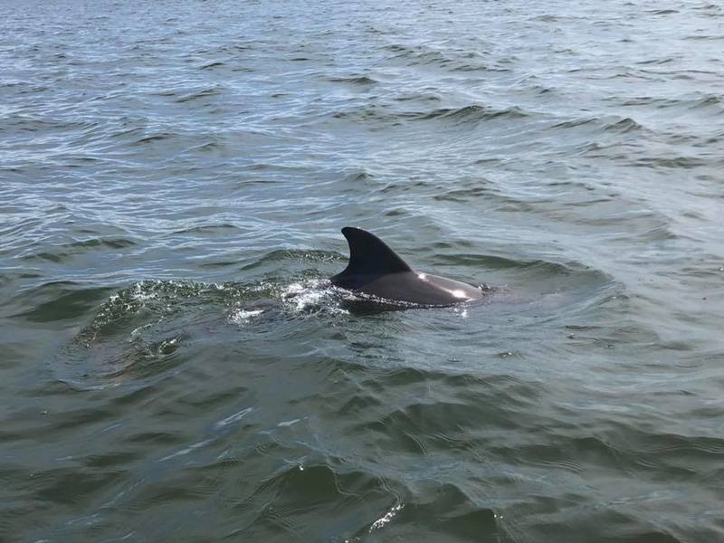 This beautiful picture is taken by people in 'Dog Island Wisdom' Facebook Group.
Photo Credit : Nada Cenanovic Usina