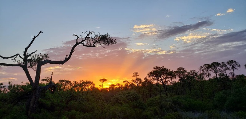 This beautiful picture is taken by people in 'Dog Island Wisdom' Facebook Group.
Photo Credit : Vickie RollinsBuckley