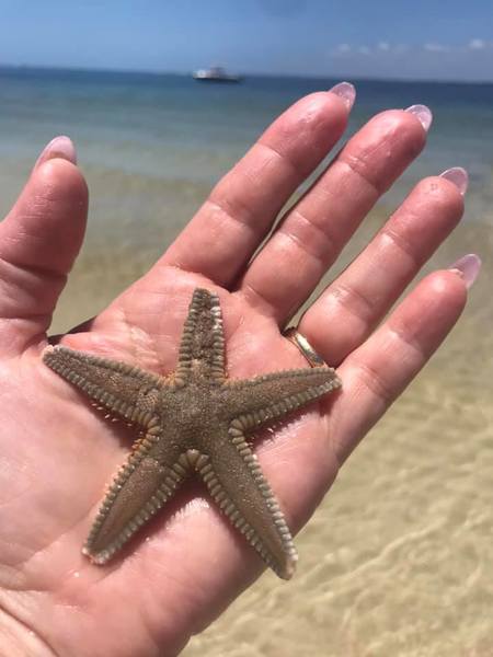 This beautiful picture is taken by people in 'Dog Island Wisdom' Facebook Group.
Photo Credit : Darlene Pearce