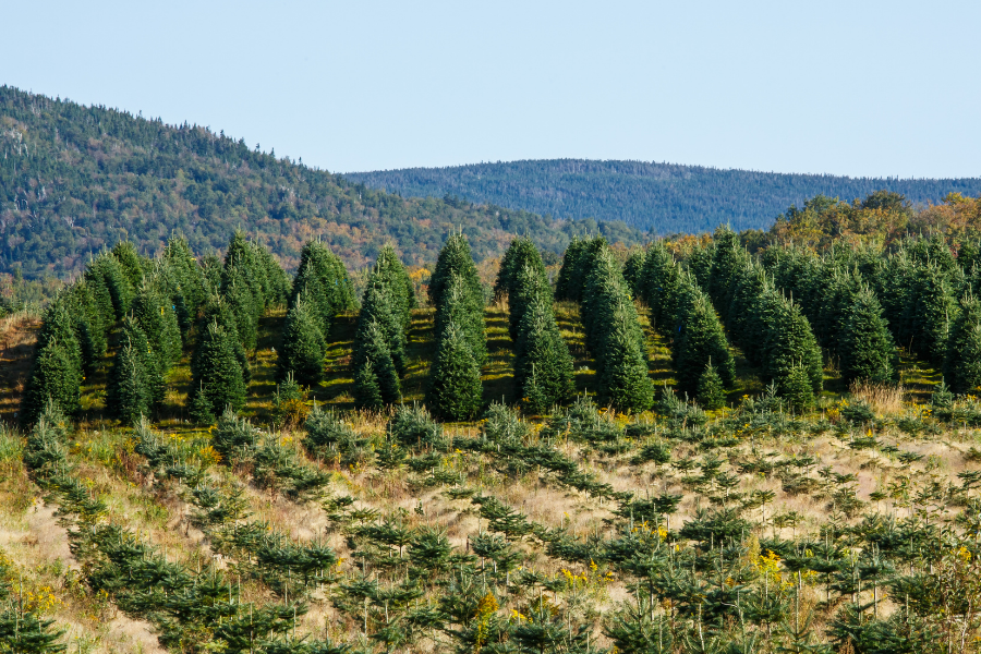 Imagem de apresentação da empresa