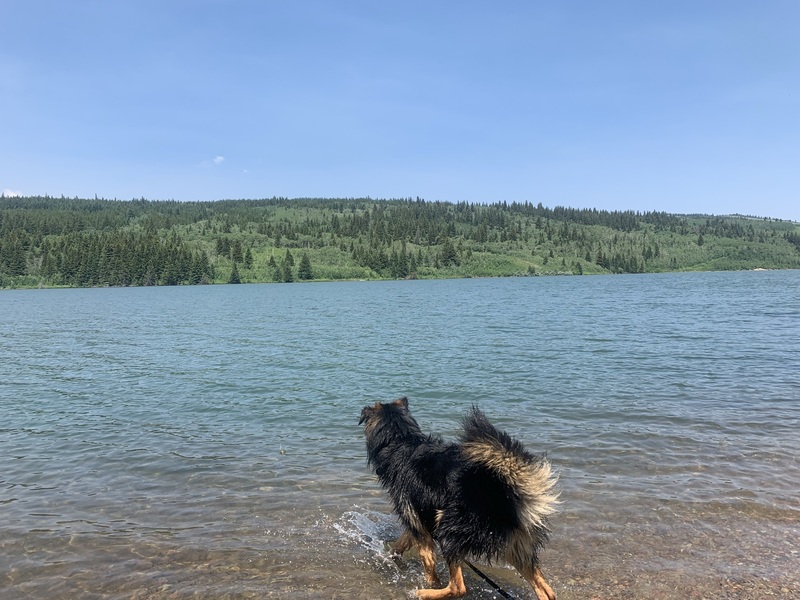 Bodie was excited to get into the water at this beautiful lake. 