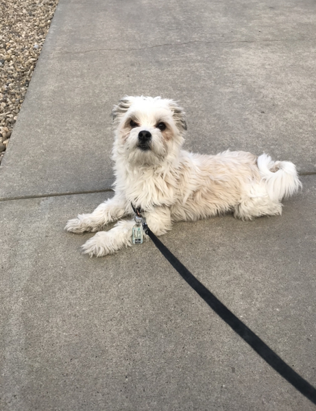 Ben taking a little break during a successful walk. 