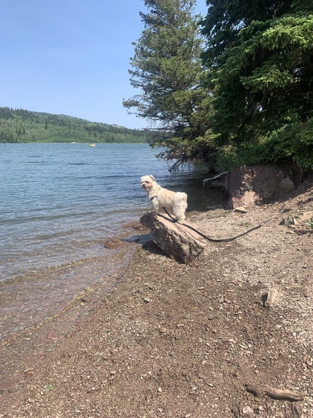 Ben doesn’t love the water so decided to get on higher ground!