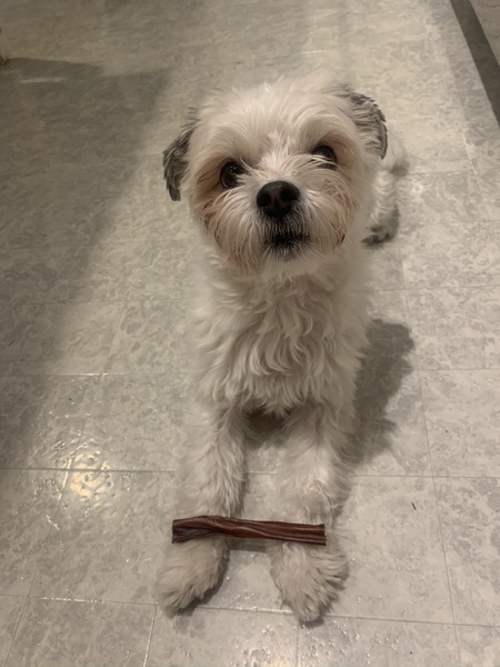 Practicing self control and leave it. 