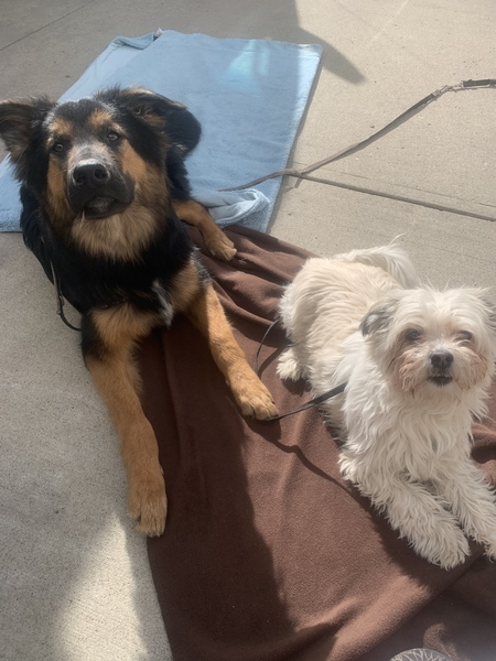 My boys lounging in the sun. 