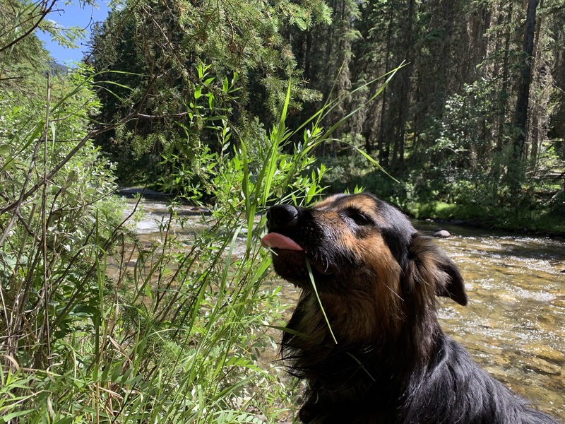 Nothing like snacking on some fresh grass after a day of swimming. 