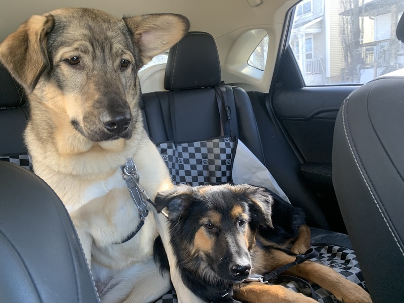 Field trip to the park with Bodie and his cousin Luna!