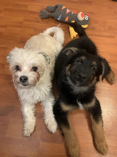 Ben and Bodie’s first day of being brothers!