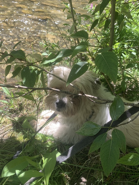 A day at the river with Ben. 