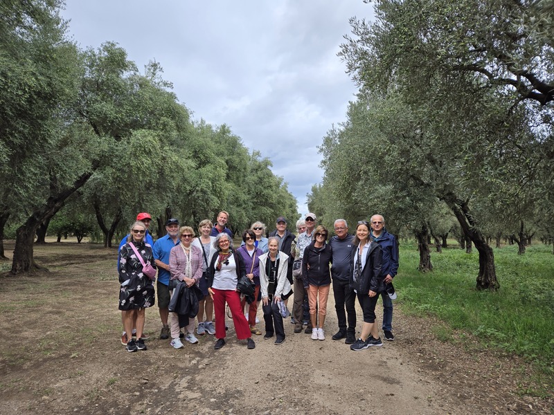 The ancient olive grove in my ancestral home of San Giorgio Morgeto, RC, Calabria