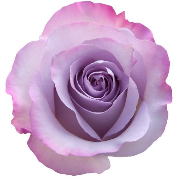 Imagem do fornecedor