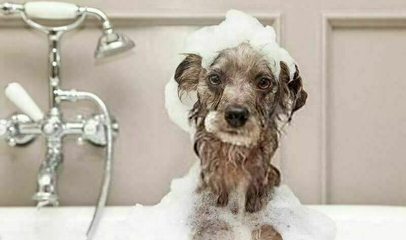 Imagem do fornecedor