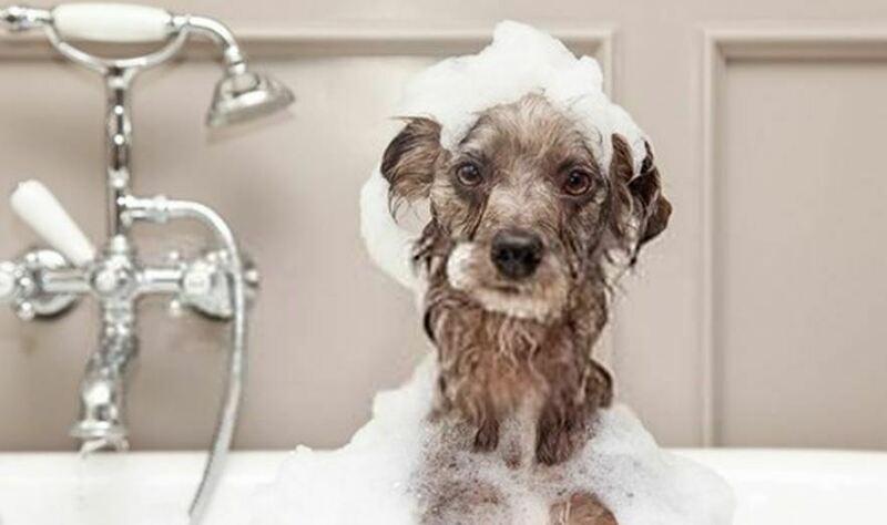 Imagem do fornecedor