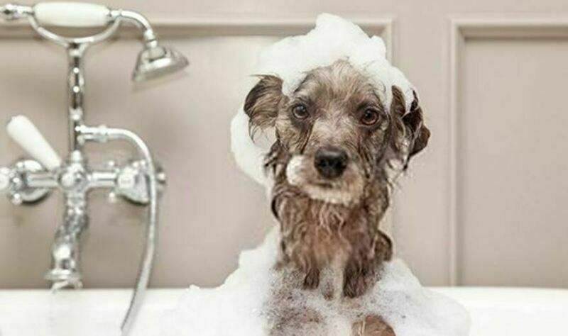 Imagem do fornecedor