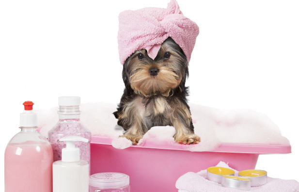 Imagem do fornecedor