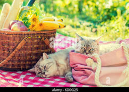 Provider image