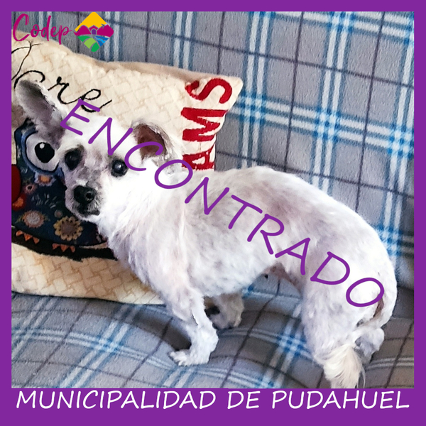 <DIV ALIGN=left>
<FONT SIZE=1>

►Nombre		: Pelusa  
►Especie		: Perra  
►Raza			: Mestizo  
►Color			: Blanco  
►Edad			: 14 Años  
¡ENCONTRADA!