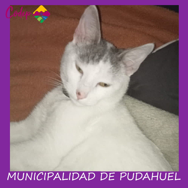 <DIV ALIGN=left>
<FONT SIZE=1>

►Nombre		: Tito  
►Especie		: Gato  
►Raza			: DPC  
►Color			: Blanco / gris  
►Sexo			: Macho  
►Edad			: 9 Meses  
►Fecha de Extravío	: 25-10-2022  
►Última vez visto en	: Gral Oscar Bonilla  
►Otros Detalles	: Manchita en nariz <br> </DIV>
Favor si tiene cualquier información, comunicarse al correo <a href="mailto:vet.codep@gmail.com" style="color:#7D3C98;">vet.codep@gmail.com</a></Font>

