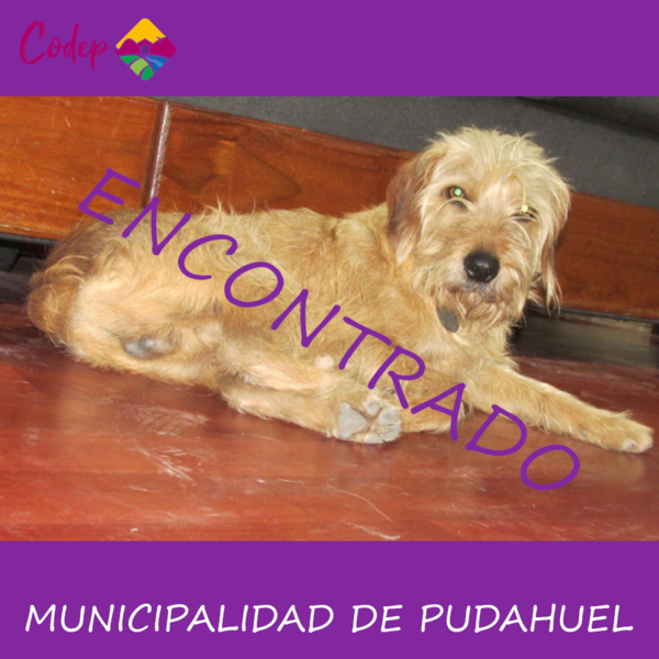 <DIV ALIGN=left>
<FONT SIZE=1>

►Nombre		: Jerry   
►Raza			: Mestizo  
►Color			: Café  
►Sexo			: Macho  
►Edad			: 2 años  
¡Encontrado!