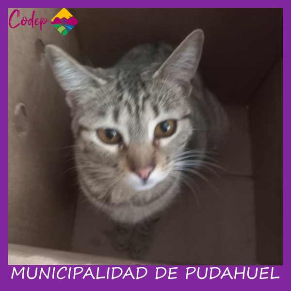 <DIV ALIGN=left>
<FONT SIZE=1>

►Nombre		: Cloti &ensp;
►Especie		: Gato &ensp;
►Raza			: DPC &ensp;
►Color			: Romano &ensp;
►Sexo			: Hembra &ensp;
►Edad			: 1 año y medio &ensp;
►Fecha de Extravío	: 15-11-2022 &ensp;
►Última vez visto en	: Laguna Zapallar. &ensp;
►Otros Detalles	: No <br> </DIV>
Favor si tiene cualquier información, comunicarse al correo <a href="mailto:vet.codep@gmail.com" style="color:#7D3C98;">vet.codep@gmail.com</a></Font>
