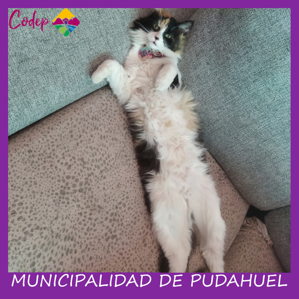 <DIV ALIGN=left>
<FONT SIZE=1>

►Nombre		: Venus &ensp;
►Especie		: Gata &ensp;
►Raza			: Calicó &ensp;
►Color			: Tricolor &ensp;
►Edad			: 1 Año &ensp;
►Fecha de Extravío	: 12-08-2022 &ensp;
►Última vez visto en	: Sector ENEA &ensp;
►Detalles Adicionales	: Regalona, patitas cortas<br> </DIV>
Favor si tiene cualquier información, comunicarse al correo <a href="mailto:vet.codep@gmail.com" style="color:#7D3C98;">vet.codep@gmail.com</a></Font>
