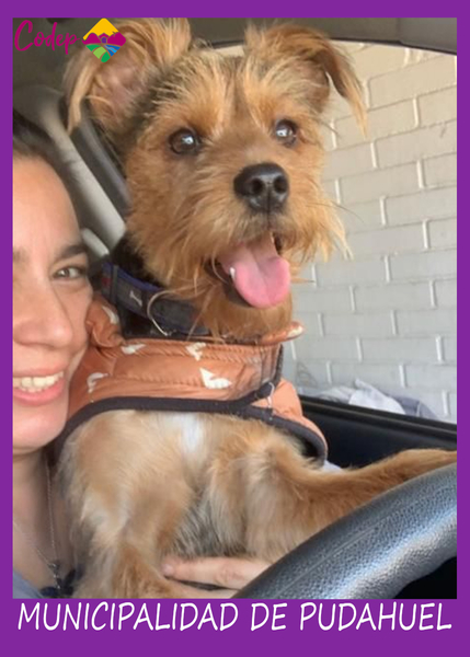 
<DIV ALIGN=left>
<FONT SIZE=1>

►Nombre		: León &ensp;
►Especie		: Perro &ensp;
►Raza			: Mestizo Yorkshire &ensp;
►Color			: Café-Negro &ensp;
►Edad			: 2 Años &ensp;
►Fecha de Extravío	: 23-10-2022 &ensp;
►Última vez visto en	: Gral Carrera &ensp;
►Detalles Adicionales	: Collar azul <br> </DIV>
Favor si tiene cualquier información, comunicarse al correo <a href="mailto:vet.codep@gmail.com" style="color:#7D3C98;">vet.codep@gmail.com</a></Font>
