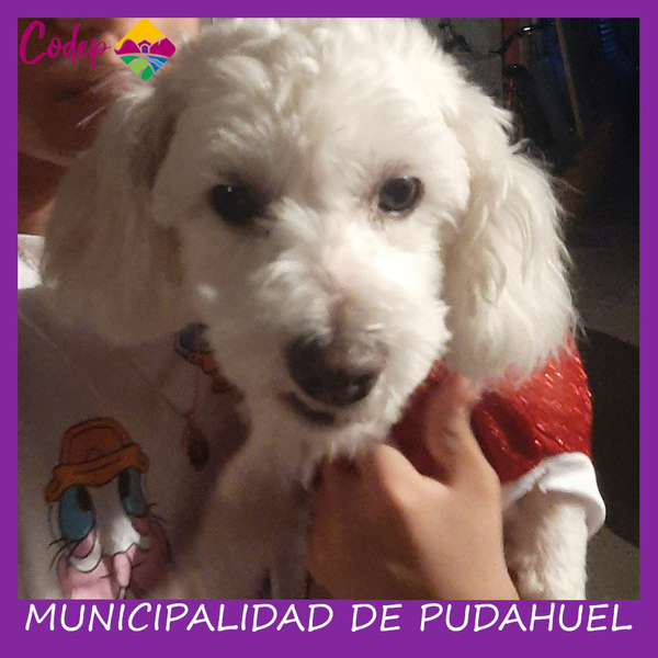 <DIV ALIGN=left>
<FONT SIZE=1>

►Nombre		: Princessa  
►Especie		: Perra  
►Raza			: Mestizo  
►Color			: Blanco  
►Edad			: 3 Años  
►Fecha de Extravío	: 12-09-2022  
►Última vez visto en	: La Estrella/Sn Fco.  
►Detalles Adicionales	: Temerosa y cola larga <br> </DIV>
Favor si tiene cualquier información, comunicarse al correo <a href="mailto:vet.codep@gmail.com" style="color:#7D3C98;">vet.codep@gmail.com</a></Font>
