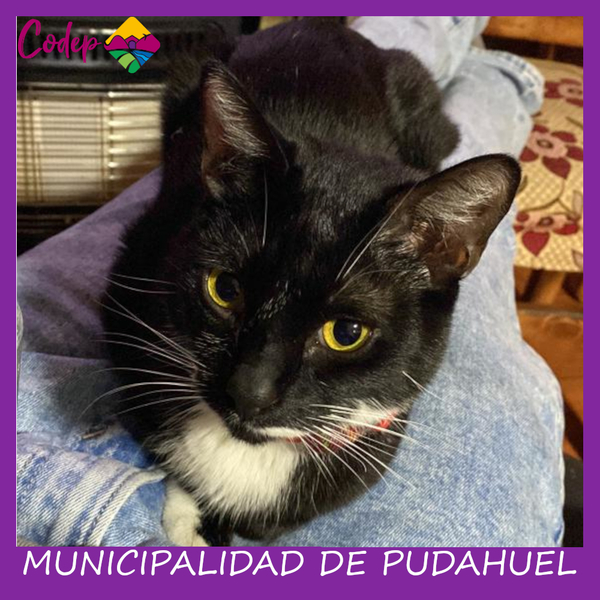 <DIV ALIGN=left>
<FONT SIZE=1>

►Nombre		: Chavo &ensp;
►Especie		: Gato &ensp;
►Raza			: DPC &ensp;
►Color			: Negro-Blanco &ensp;
►Sexo			: Macho &ensp;
►Edad			: 3 Años &ensp;
►Fecha de Extravío	: 18-11-2022 &ensp;
►Última vez visto en	: Santa Felicia &ensp;
►Otros Detalles	: <br> </DIV>
Favor si tiene cualquier información, comunicarse al correo <a href="mailto:vet.codep@gmail.com" style="color:#7D3C98;">vet.codep@gmail.com</a></Font>
