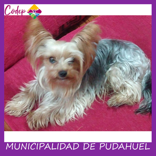 <DIV ALIGN=left>
<FONT SIZE=1>

►Nombre		: Niky &ensp;
►Especie		: Perro &ensp;
►Raza			: Yorkshire &ensp;
►Color			: Dorado-Platino &ensp;
►Edad			: 4 Años &ensp;
►Fecha de Extravío	: 17-06-2020 &ensp;
►Última vez visto en	: JM Guzmán / María Angélica &ensp;
►Detalles Adicionales	: - <br> </DIV>
Favor si tiene cualquier información, comunicarse al correo <a href="mailto:vet.codep@gmail.com" style="color:#7D3C98;">vet.codep@gmail.com</a></Font>
