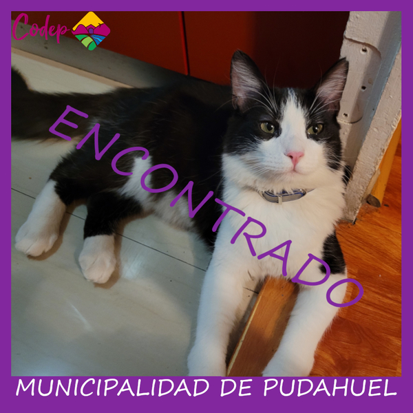 <DIV ALIGN=left>
<FONT SIZE=1>

►Nombre		: Aivar &ensp;
►Especie		: Gato &ensp;
►Raza			: DPL &ensp;
►Color			: Negro y Blanco &ensp;
►Sexo			: Macho &ensp;
►Edad			: 8 Meses &ensp;
¡ENCONTRADO!