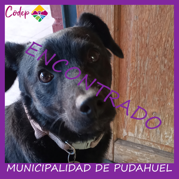 <DIV ALIGN=left>
<FONT SIZE=1>

►Nombre		: Rulo  
►Especie		: Perro  
►Raza			: Mestizo  
►Color			: Negro y Blanco  
►Edad			: 1 Año  
¡ENCONTRADO!