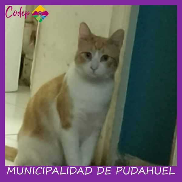 <DIV ALIGN=left>
<FONT SIZE=1>

►Nombre		: Michi &ensp;
►Especie		: Gato &ensp;
►Raza			: DPC &ensp;
►Color			: Amarillo - Blanco &ensp;
►Edad			: 1 Año &ensp;
►Fecha de Extravío	: 08-10-2022 &ensp;
►Última vez visto en	: Sn Juan Valdes / Psje Uno &ensp;
►Detalles Adicionales	: Ninguno <br> </DIV>
Favor si tiene cualquier información, comunicarse al correo <a href="mailto:vet.codep@gmail.com" style="color:#7D3C98;">vet.codep@gmail.com</a></Font>
