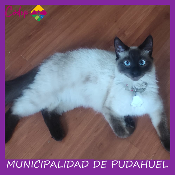 <DIV ALIGN=left>
<FONT SIZE=1>

►Nombre		: Sisiliano &ensp;
►Especie		: Gato &ensp;
►Raza			: Siamés &ensp;
►Color			: Gris-Café-Blanco&ensp;
►Sexo			: Macho &ensp;
►Edad			: 12 Meses &ensp;
►Fecha de Extravío	: 30-12-2022 &ensp;
►Última vez visto en	: Sergio Saavedra. &ensp;
►Otros Detalles	:                        <br> </DIV>
Favor si tiene cualquier información, comunicarse al correo <a href="mailto:vet.codep@gmail.com" style="color:#7D3C98;">vet.codep@gmail.com</a></Font>
