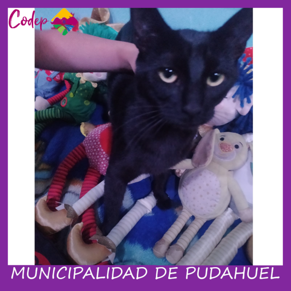 <DIV ALIGN=left>
<FONT SIZE=1>

►Nombre		: Perla &ensp;
►Especie		: Gata &ensp;
►Raza			: DPC &ensp;
►Color			: Negro &ensp;
►Sexo			: Hembra &ensp;
►Edad			: 2 Años &ensp;
►Fecha de Extravío	: 15-12-2022 &ensp;
►Última vez visto en	: Lag. Cauquenes/ Los Mares &ensp;
►Otros Detalles	: Asustadiza <br> </DIV>
Favor si tiene cualquier información, comunicarse al correo <a href="mailto:vet.codep@gmail.com" style="color:#7D3C98;">vet.codep@gmail.com</a></Font>
