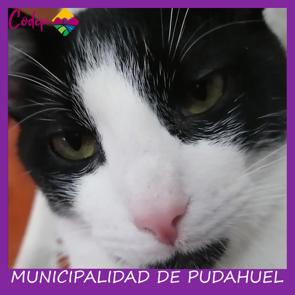 <DIV ALIGN=left>
<FONT SIZE=1>

►Nombre		: Talán &ensp;
►Especie		: Gato &ensp;
►Raza			: DPC &ensp;
►Color			: Blanco-Negro &ensp;
►Edad			: 1 Año &ensp;
►Fecha de Extravío	: 13-10-2022 &ensp;
►Última vez visto en	: Pasaje Olmué &ensp;
►Detalles Adicionales	: Gato dócil, delgado <br> </DIV>
Favor si tiene cualquier información, comunicarse al correo <a href="mailto:vet.codep@gmail.com" style="color:#7D3C98;">vet.codep@gmail.com</a></Font>
