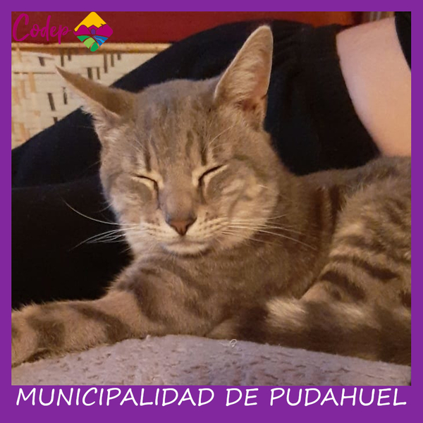 <DIV ALIGN=left><FONT SIZE=1>
►Nombre		: Baltazar  
►Especie		: Gato  
►Raza			: DPC  
►Color			: Gris Jaspeado  
►Edad			: 2 Años  
►Fecha de Extravío	: 21-09-2022  
►Última vez visto en	: Dptos José Manuel Guzmán  
►Detalles Adicionales	: Gato asustadizo<br> </DIV>
Favor si tiene cualquier información, comunicarse al correo <a href="mailto:vet.codep@gmail.com" style="color:#7D3C98;">vet.codep@gmail.com</a> </font>
