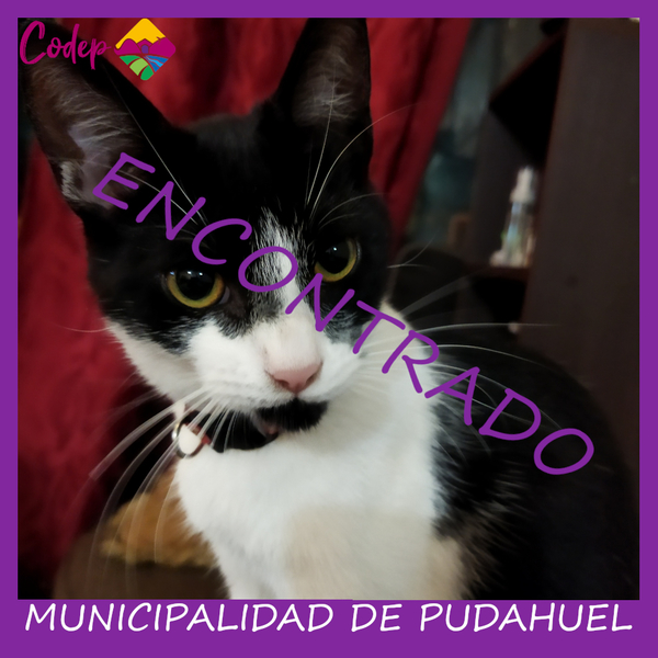 <DIV ALIGN=left>
<FONT SIZE=1>

►Nombre		: Nichi  
►Especie		: Gata  
►Raza			: DPC  
►Color			: Negro-Blanco  
►Edad			: 6 Meses  
¡ENCONTRADA!
