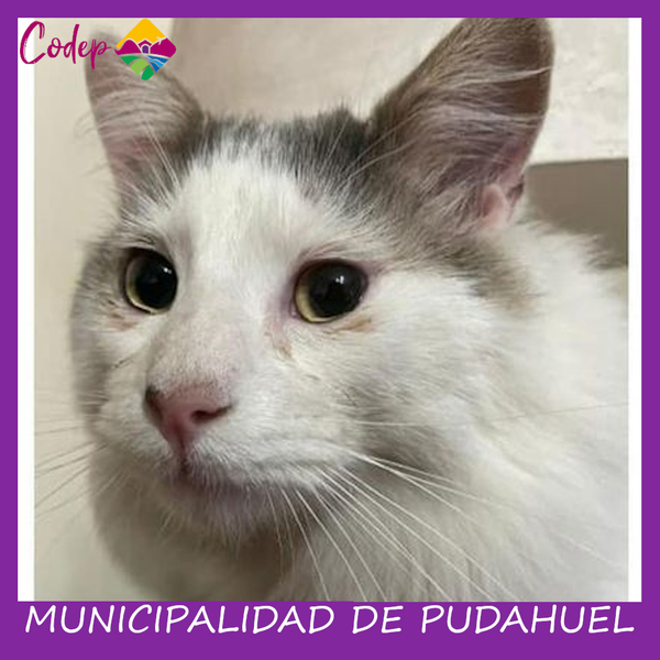 <DIV ALIGN=left>
<FONT SIZE=1>

►Nombre		: Chon &ensp;
►Especie		: Gato &ensp;
►Raza			: DPL &ensp;
►Color			: Blanco con Manchas Grises &ensp;
►Edad			: 2 Años &ensp;
►Fecha de Extravío	: 15-07-2022 &ensp;
►Última vez visto en	: Calle María Teresa &ensp;
►Detalles Adicionales	: Colita quebrada <br> </DIV>
Favor si tiene cualquier información, comunicarse al correo <a href="mailto:vet.codep@gmail.com" style="color:#7D3C98;">vet.codep@gmail.com</a></Font>
