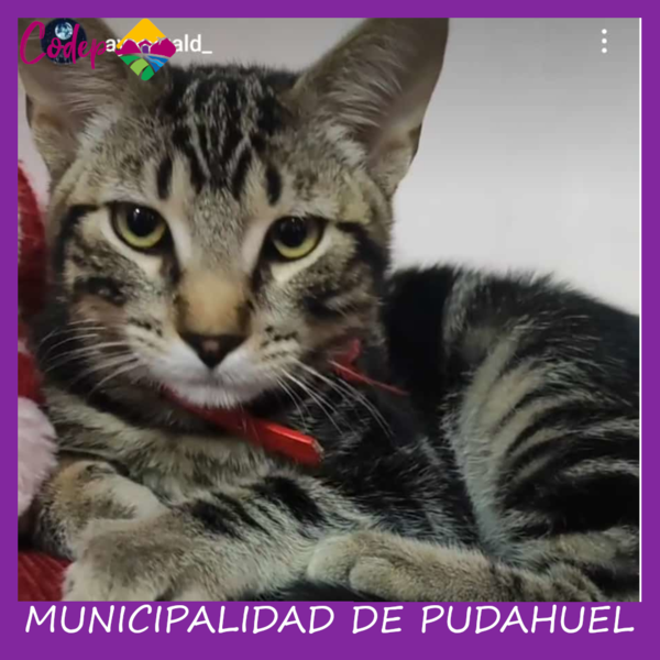 <DIV ALIGN=left>
<FONT SIZE=1>

►Nombre		: Rayamss &ensp;
►Especie		: Gato &ensp;
►Raza			: DPC &ensp;
►Color			: Gris Romano &ensp;
►Sexo			: Macho &ensp;
►Edad			: 10 Meses &ensp;
►Fecha de Extravío	: 22-10-2023 &ensp;
►Última vez visto en	: Calle Senado – Villa Comercio. &ensp;
►Otros Detalles	: Oreja Tatuada <br> </DIV>
Favor si tiene cualquier información, comunicarse al correo <a href="mailto:vet.codep@gmail.com" style="color:#7D3C98;">vet.codep@gmail.com</a></Font>
