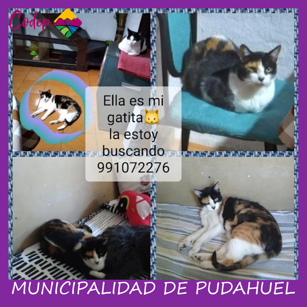 <DIV ALIGN=left>
<FONT SIZE=1>

►Nombre		: Niní &ensp;
►Especie		: Gata &ensp;
►Raza			: DPC &ensp;
►Color			: Tricolor &ensp;
►Edad			: 9 Años &ensp;
►Fecha de Extravío	: 08-08-2022 &ensp;
►Última vez visto en	: Techos Gral Carrera / Escr. Pedro Prado &ensp;
►Detalles Adicionales	: Corazón negro en punta de nariz<br> </DIV>
Favor si tiene cualquier información, comunicarse al correo <a href="mailto:vet.codep@gmail.com" style="color:#7D3C98;">vet.codep@gmail.com</a></Font>
