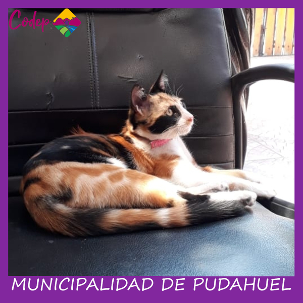 <DIV ALIGN=left>
<FONT SIZE=1>

►Nombre		: Kloe &ensp;
►Especie		: Gato &ensp;
►Raza			: DPC &ensp;
►Color			: Tricolor &ensp;
►Sexo			: Hembra &ensp;
►Edad			: 1 año &ensp;
►Fecha de Extravío	: 11-11-2022 &ensp;
►Última vez visto en	: Las Perdices &ensp;
►Otros Detalles	: Extraviado 6pm <br> </DIV>
Favor si tiene cualquier información, comunicarse al correo <a href="mailto:vet.codep@gmail.com" style="color:#7D3C98;">vet.codep@gmail.com</a></Font>
