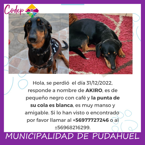 <DIV ALIGN=left>
<FONT SIZE=1>

►Nombre		: Akiro  
►Especie		: Perro  
►Raza			: Mtzo Dachshund  
►Color			: Negro-Café 
►Sexo			: Macho  
►Edad			: 16 Meses  
►Fecha de Extravío	: 31-12-2022  
►Última vez visto en	: Los Mares.  
►Otros Detalles	: Cola con punta blanca <br> </DIV>
Favor si tiene cualquier información, comunicarse al correo <a href="mailto:vet.codep@gmail.com" style="color:#7D3C98;">vet.codep@gmail.com</a></Font>
