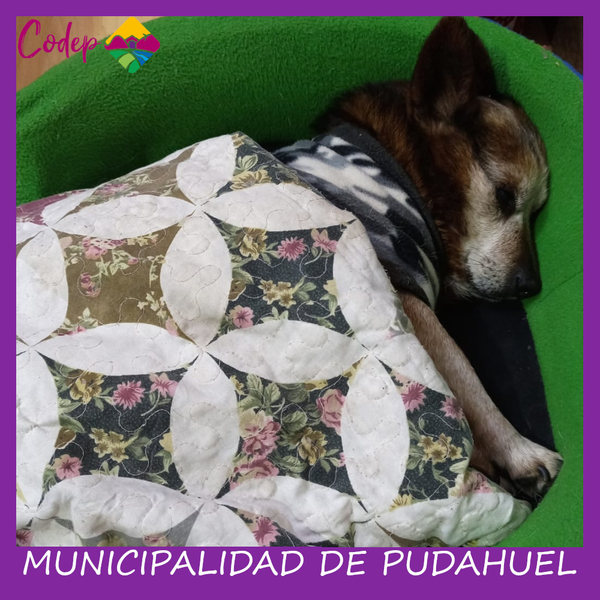 <DIV ALIGN=left>
<FONT SIZE=1>

►Nombre		: Pepe &ensp;
►Especie		: Perro &ensp;
►Raza			: Mestizo &ensp;
►Color			: Café &ensp;
►Sexo			: Macho &ensp;
►Edad			: 17 Años &ensp;
►Fecha de Extravío	: 17-12-2022 &ensp;
►Última vez visto en	: Laguna del Inca &ensp;
►Otros Detalles	: Cojea un poco <br> </DIV>
Favor si tiene cualquier información, comunicarse al correo <a href="mailto:vet.codep@gmail.com" style="color:#7D3C98;">vet.codep@gmail.com</a></Font>
