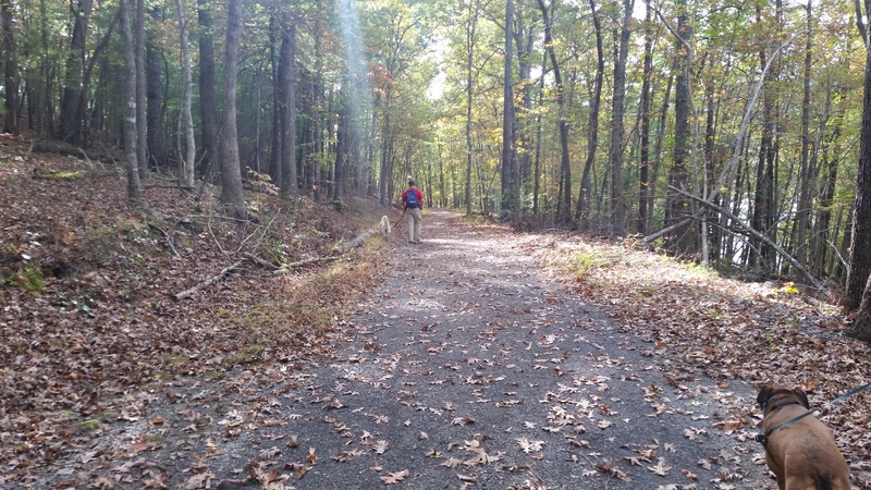 Carvins Cove Natural Reserve offers over 60-miles of trails for hiking, biking and horseback riding.  Trail maps are available at the Boat Landing office on Reservoir Road and at www.westernvawater.org/carvinscove.
